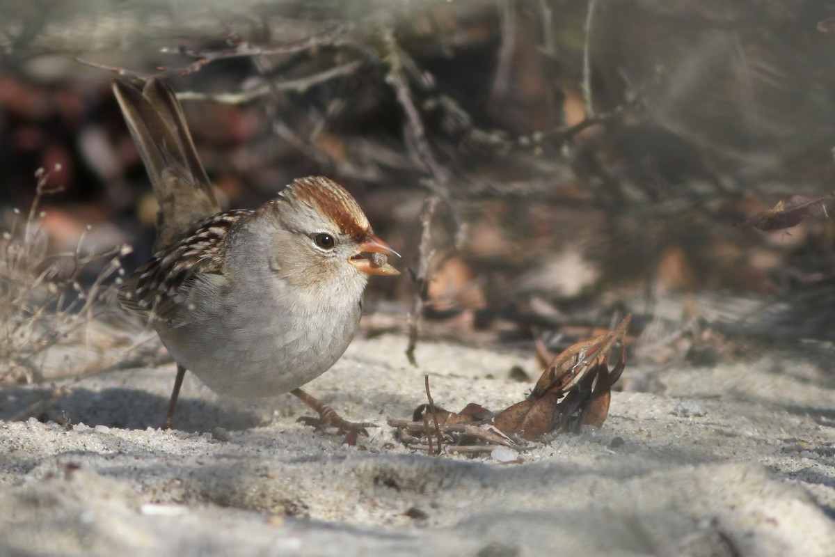 White-crowned Sparrow - Jeff Ellerbusch