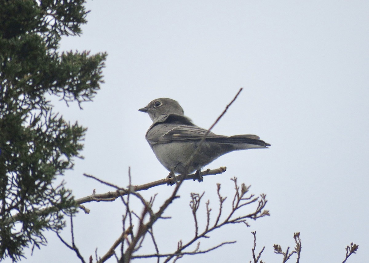 Townsend's Solitaire - ML124004701