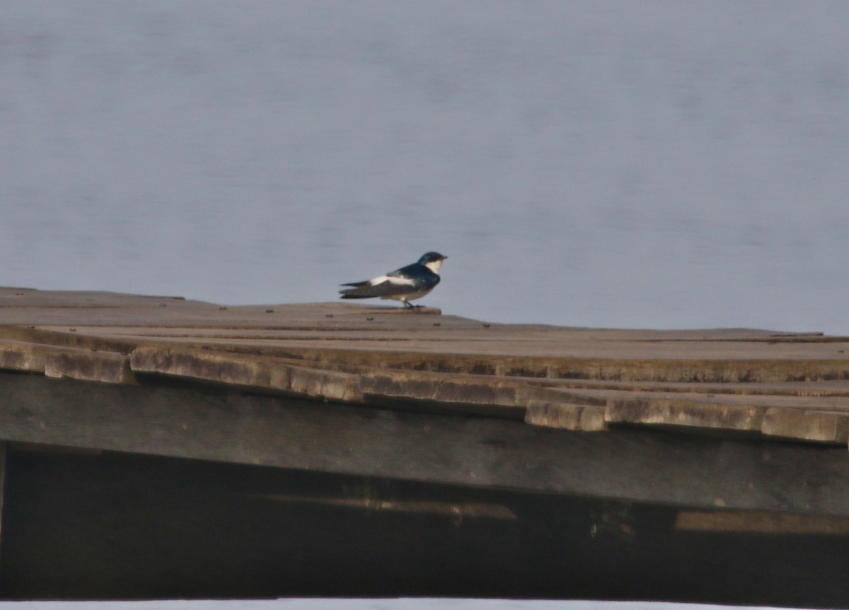 White-winged Swallow - ML124008671