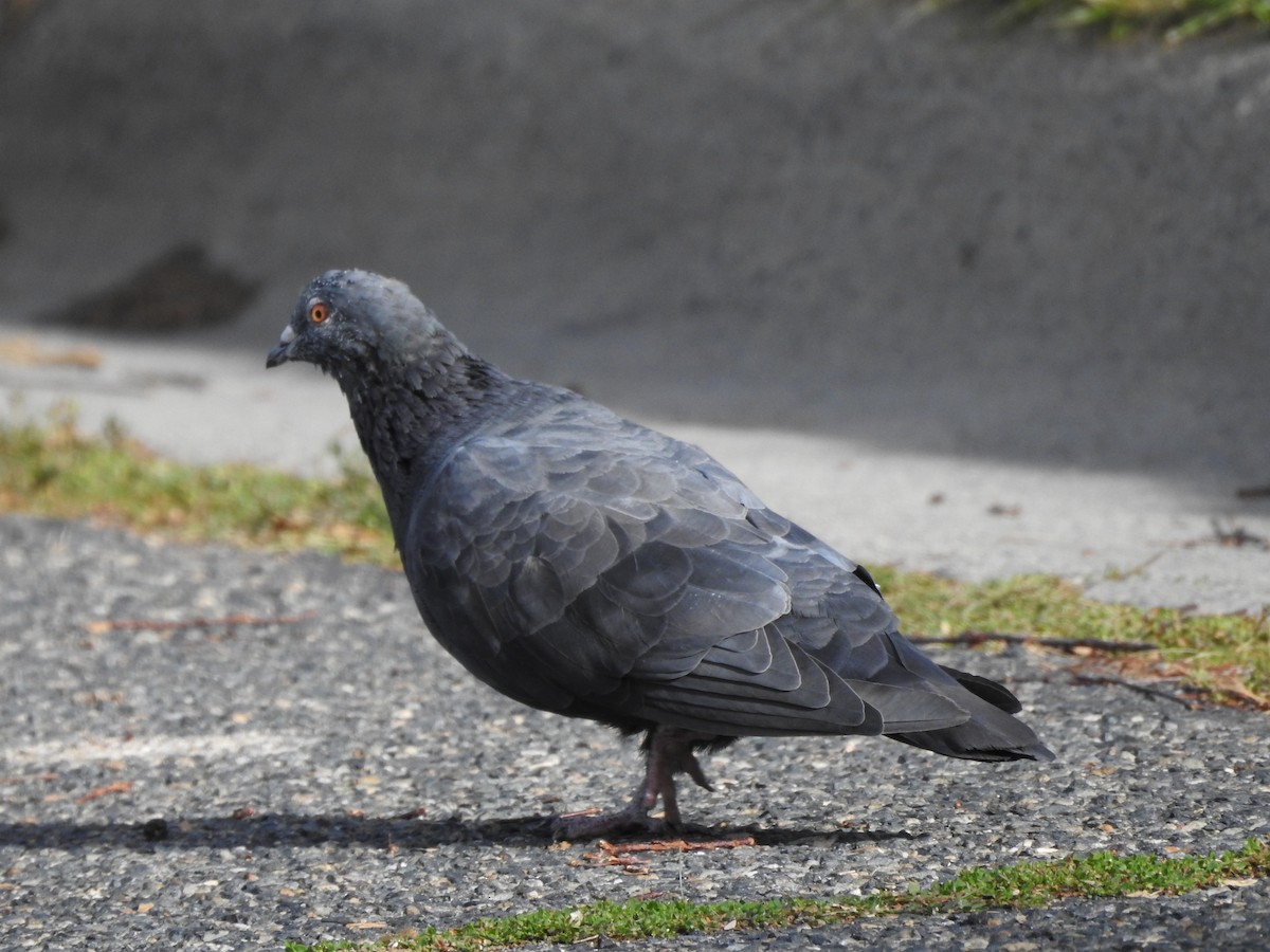 Rock Pigeon (Feral Pigeon) - ML124009491