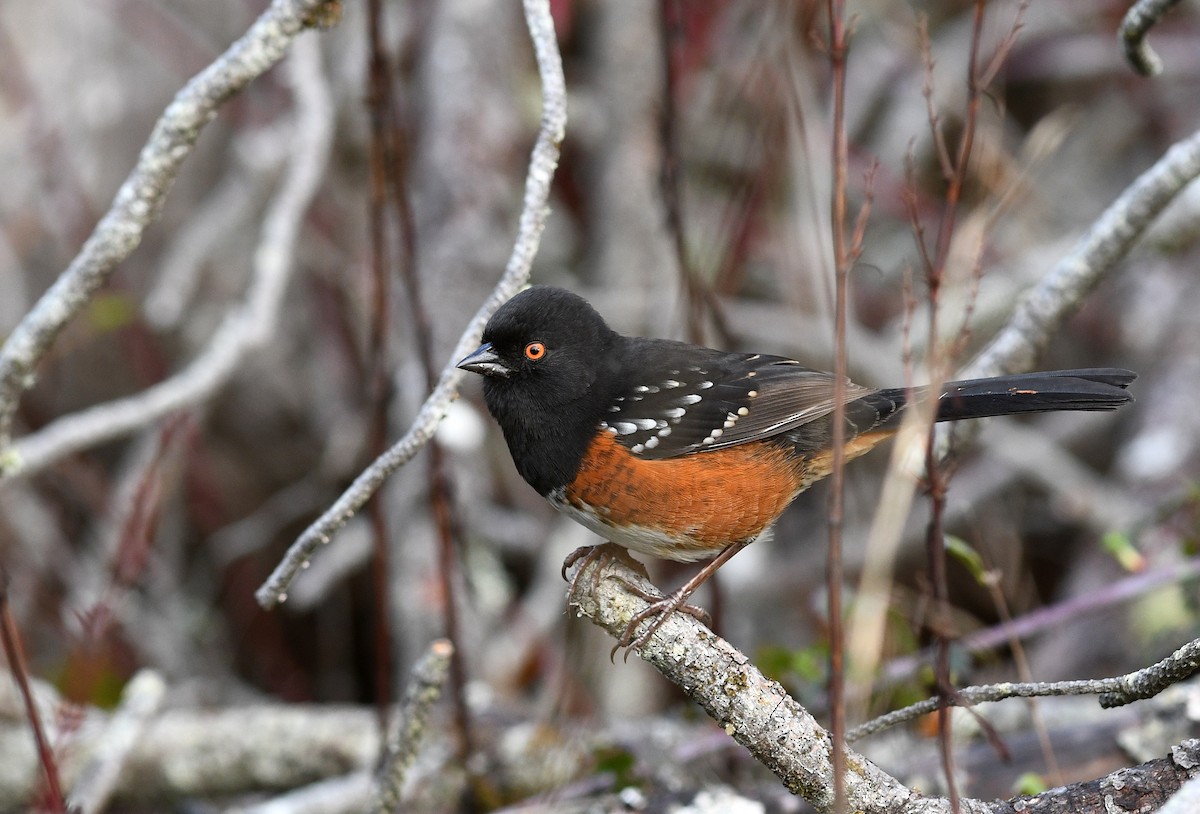 Spotted Towhee - ML124011531