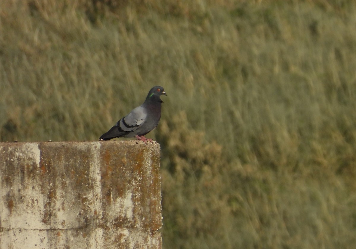 Rock Pigeon (Feral Pigeon) - Chris Davis