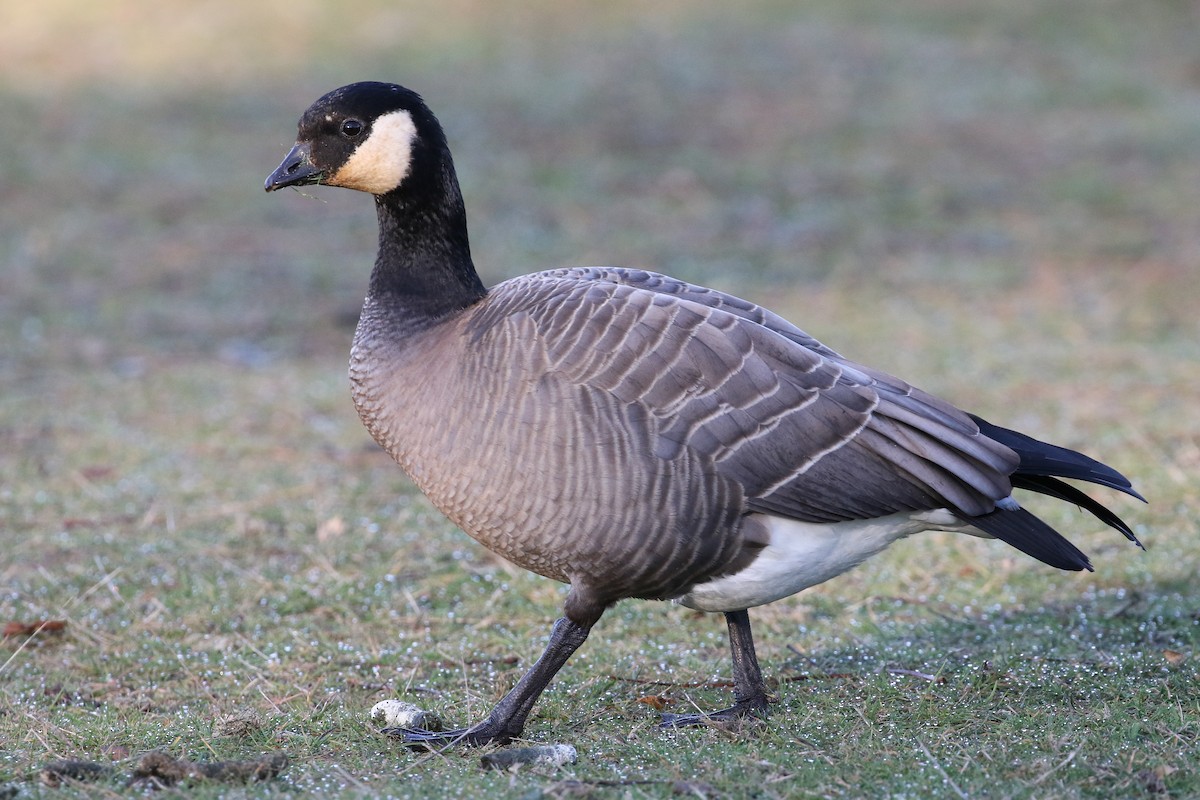Cackling Goose - Blair Dudeck