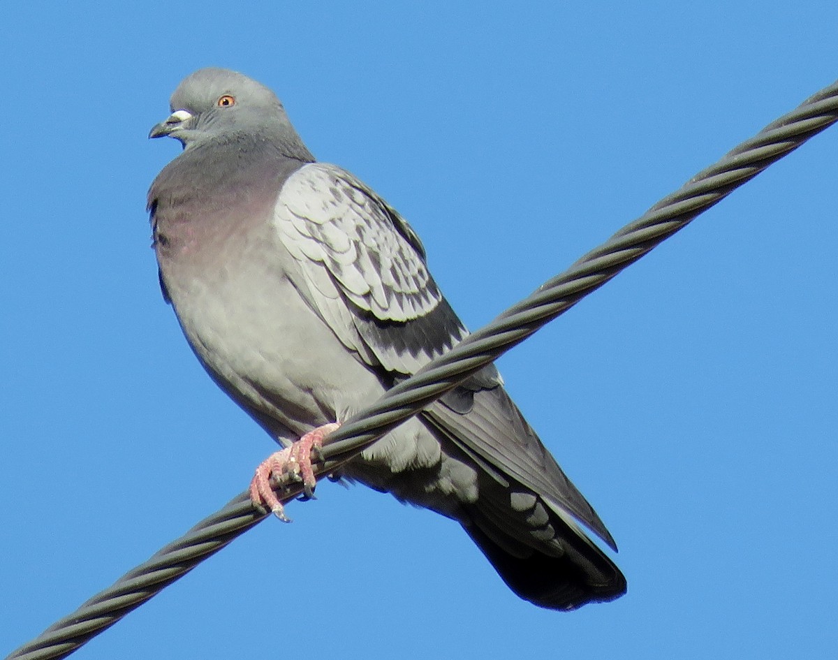 Rock Pigeon (Feral Pigeon) - ML124013401