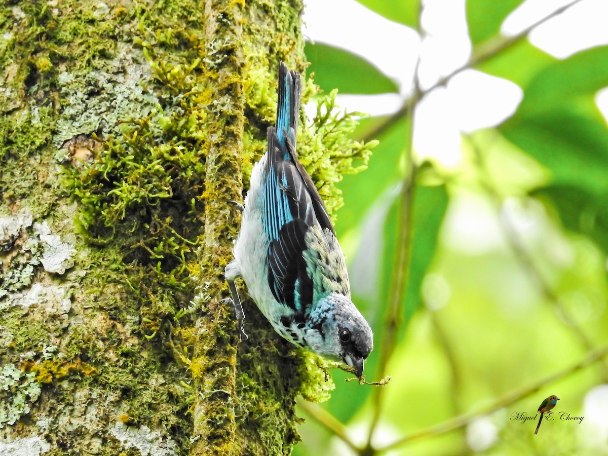 Azure-rumped Tanager - ML124013521