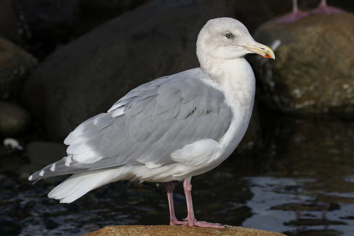Glaucous-winged Gull - Blair Dudeck