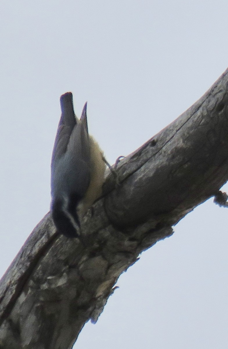Red-breasted Nuthatch - ML124015391