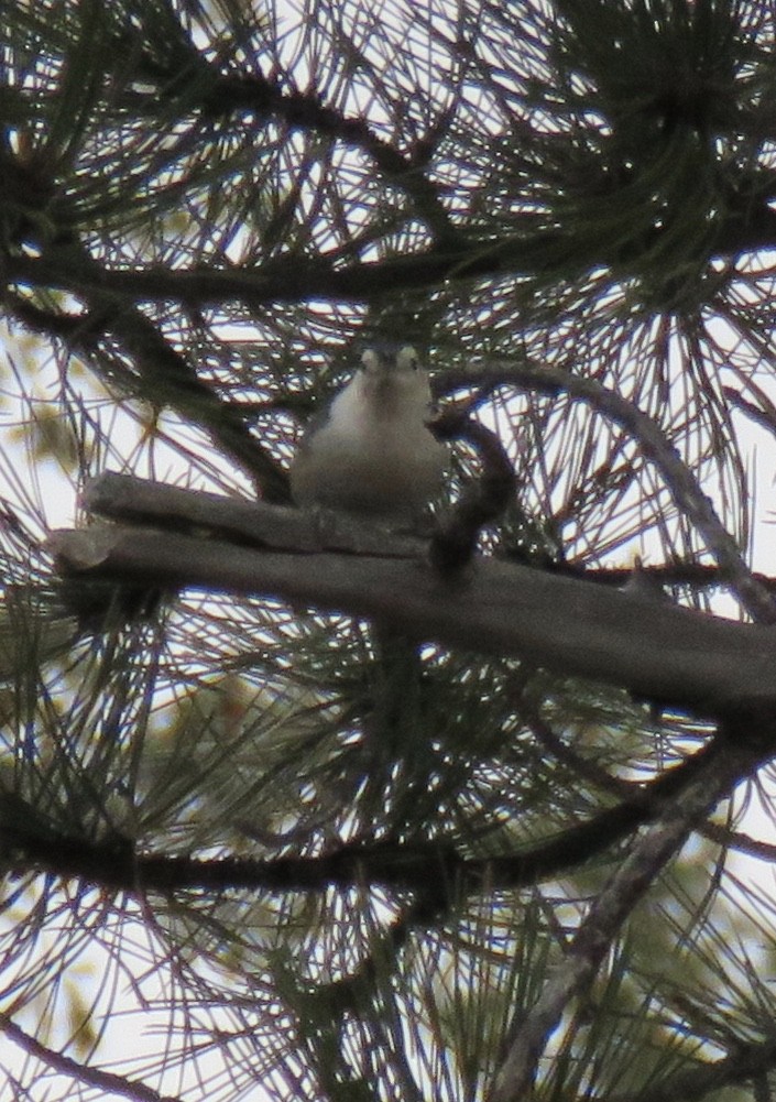White-breasted Nuthatch (Interior West) - ML124015471