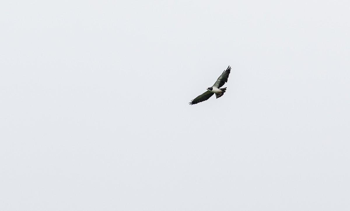 Short-tailed Hawk - David Monroy Rengifo