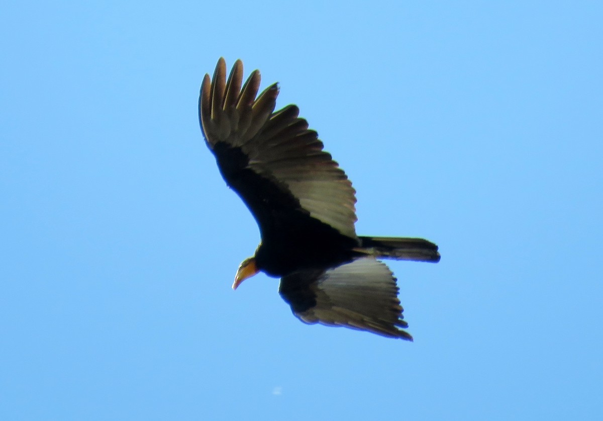 Greater Yellow-headed Vulture - Michael Willison