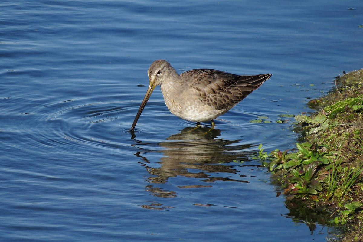 Long-billed Dowitcher - ML124019531
