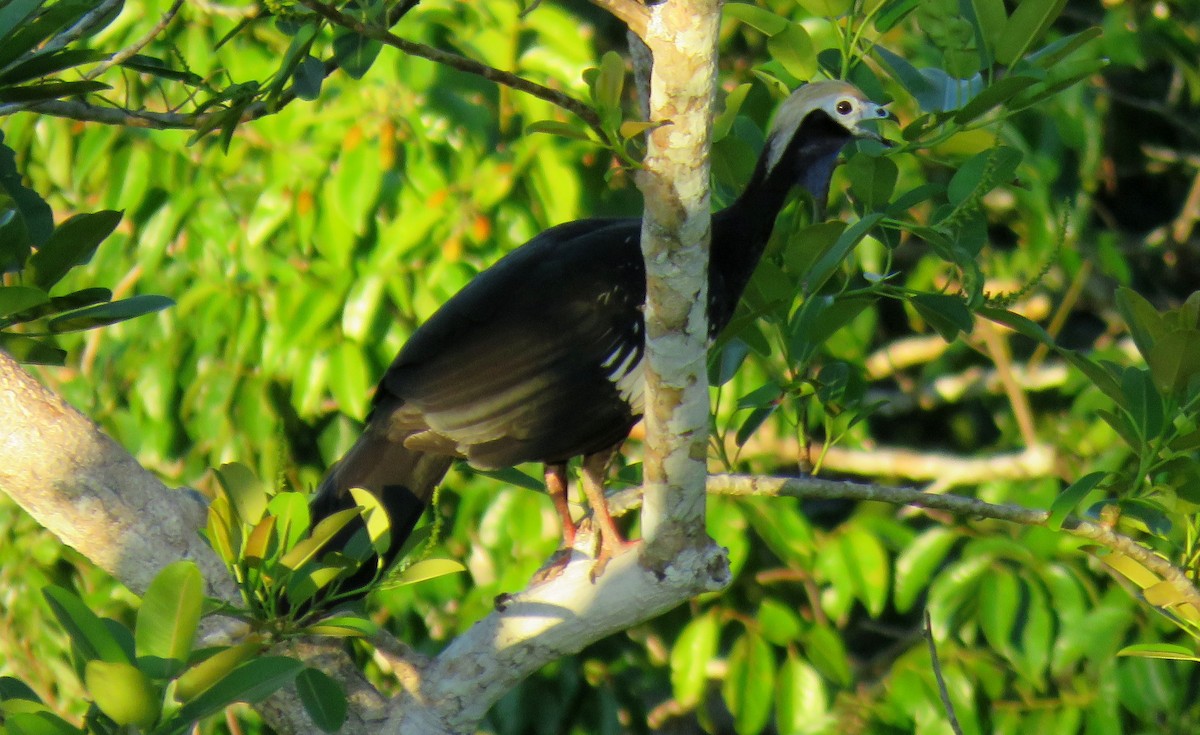 Blue-throated Piping-Guan - Michael Willison