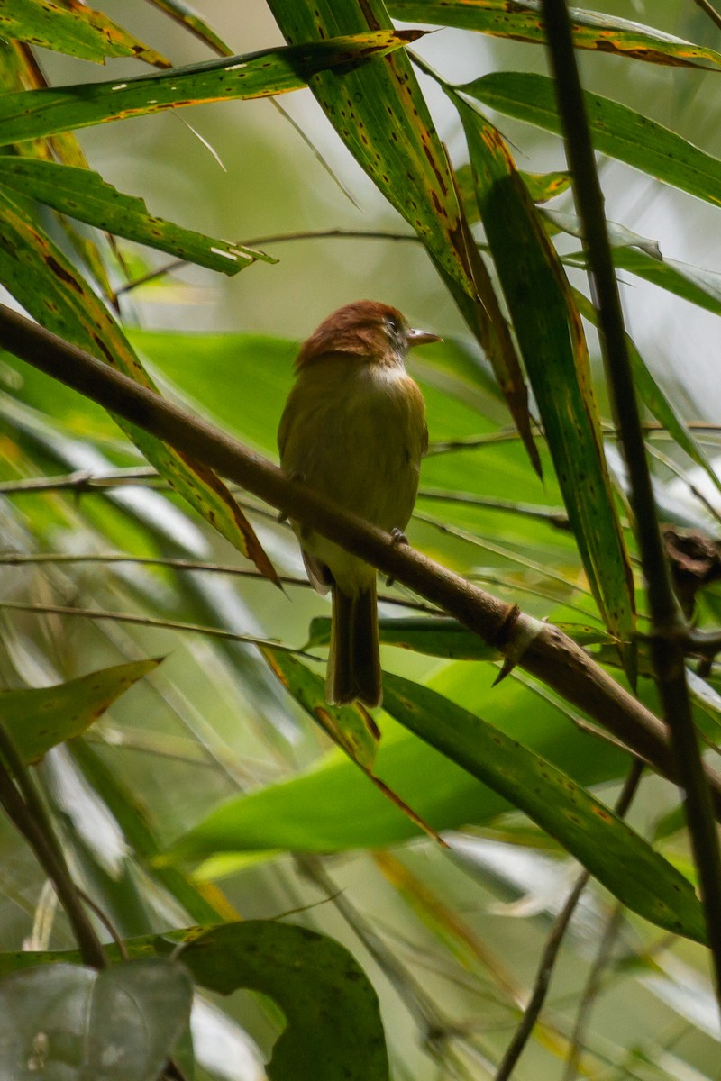 Rufous-naped Greenlet - ML124019911