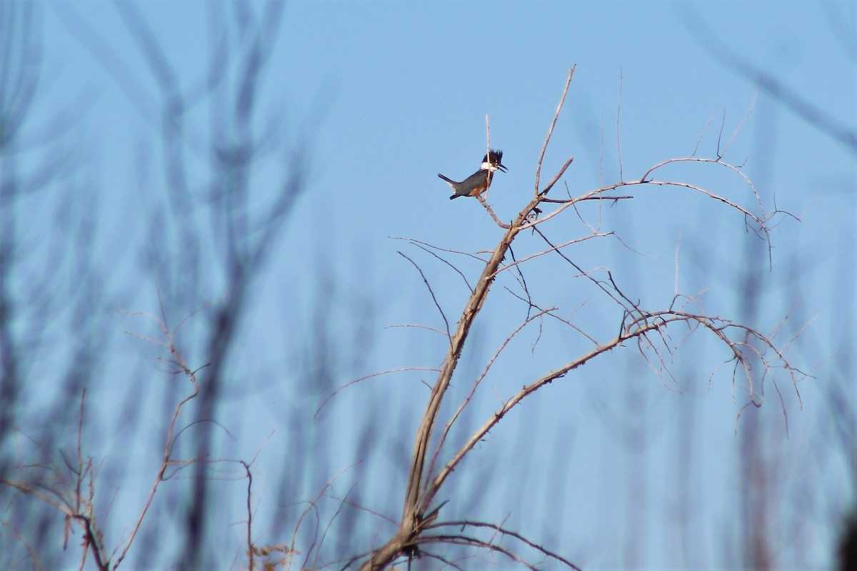 Belted Kingfisher - ML124020831