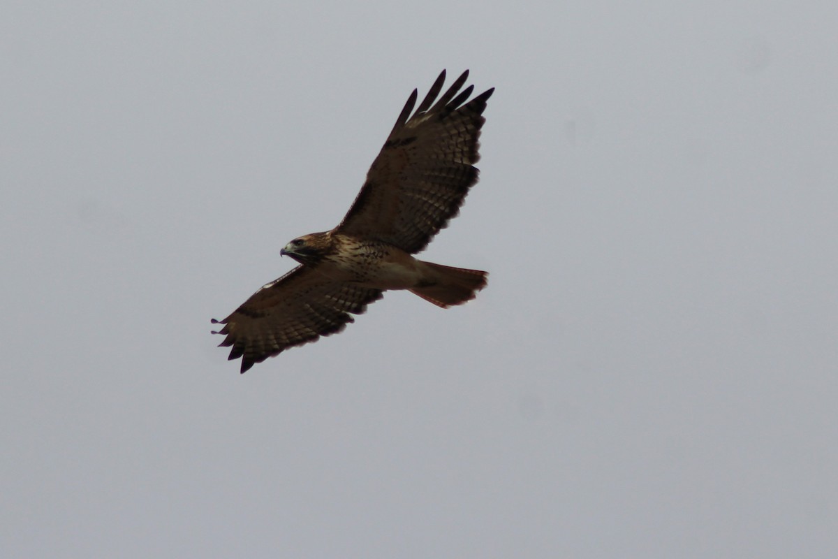 Red-tailed Hawk - ML124021431