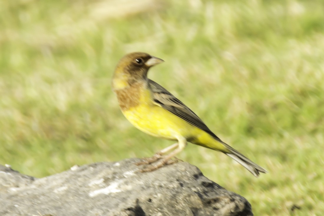 Red-headed Bunting - ML124024721