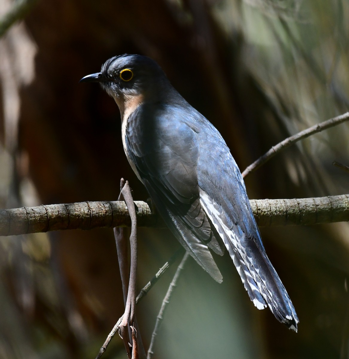 Fan-tailed Cuckoo - Roy Burgess
