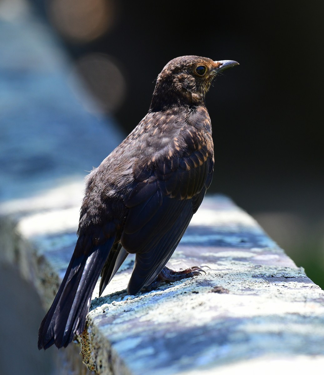 Eurasian Blackbird - Roy Burgess