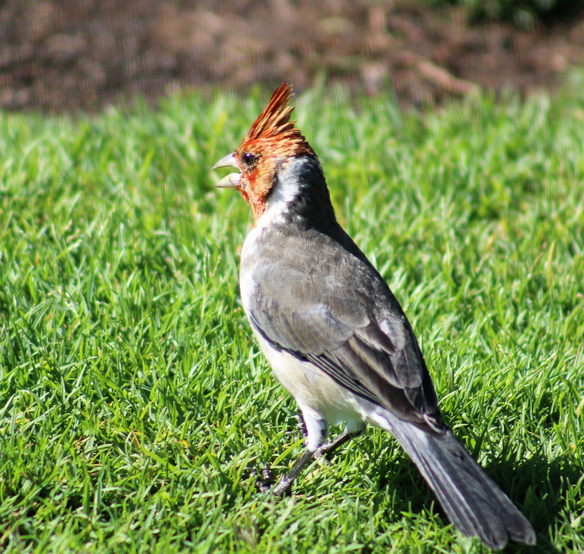Red-crested Cardinal - ML124034471