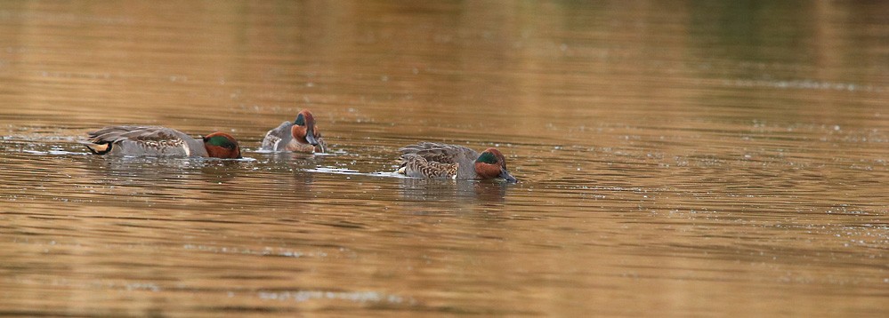 Green-winged Teal - Cliff Sandeson