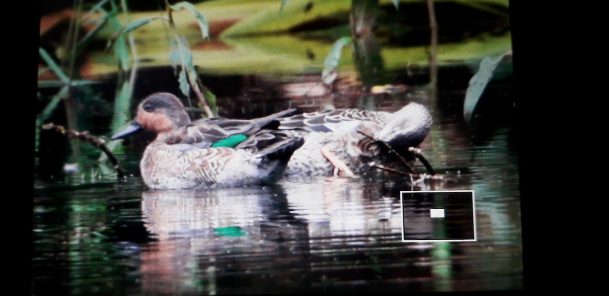 Green-winged Teal - Pepe Castiblanco