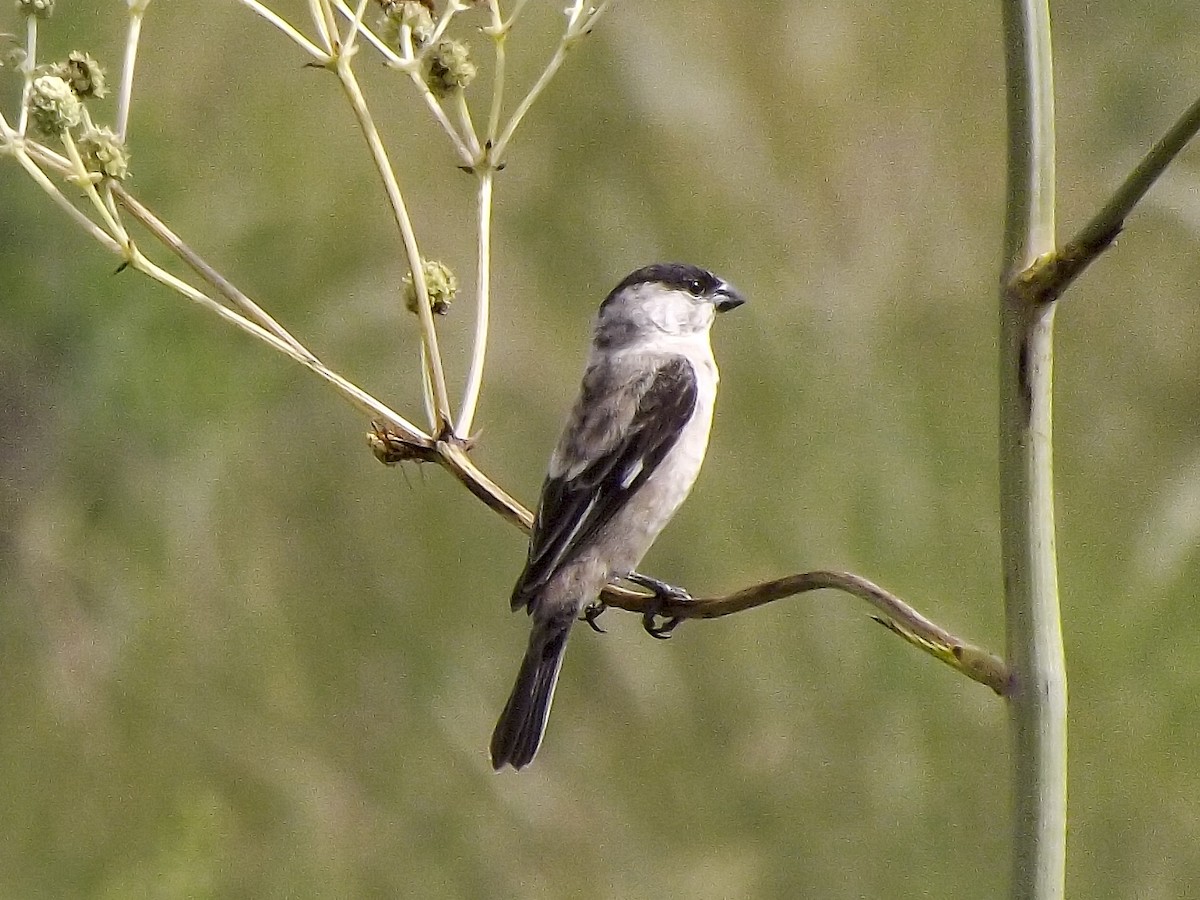 Pearly-bellied Seedeater - ML124041991