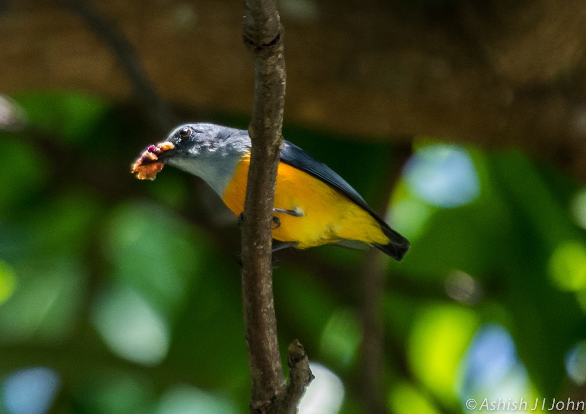 Orange-bellied Flowerpecker - ML124044051