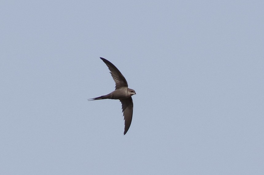 African Palm Swift - Dave Curtis