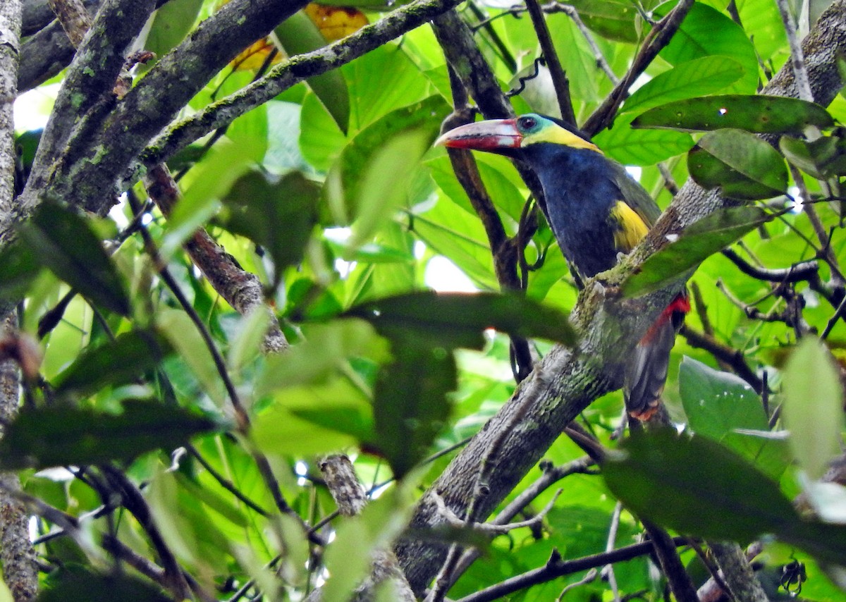 Tawny-tufted Toucanet - Chris Bell