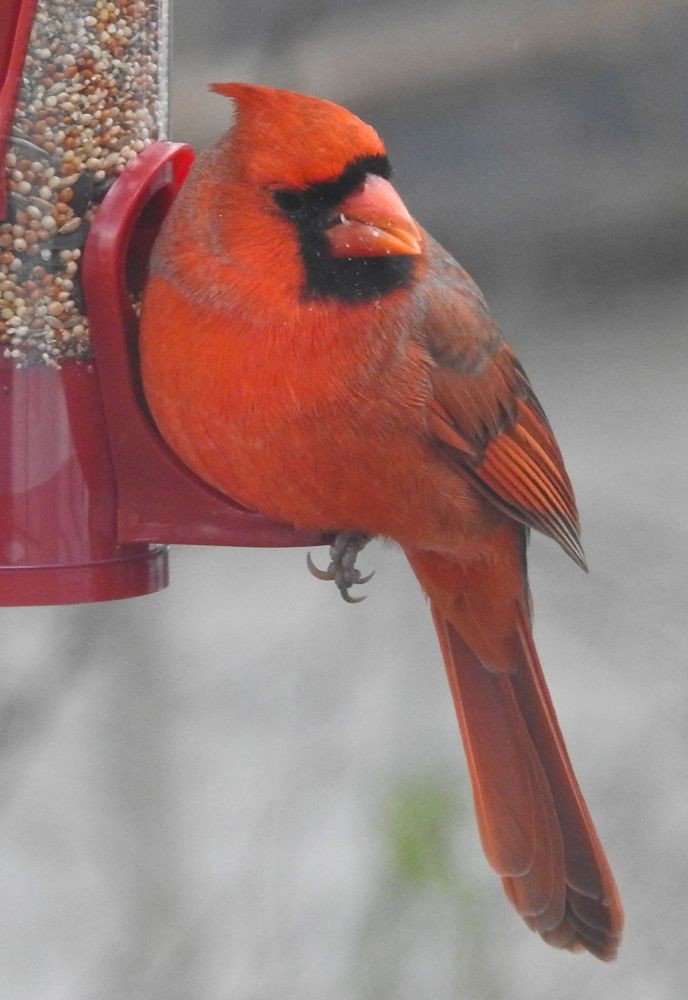 Northern Cardinal - Bev Wigney