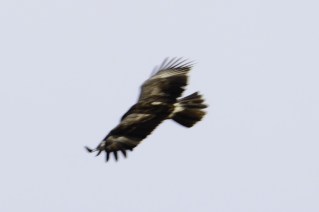Greater Spotted Eagle - ML124048081