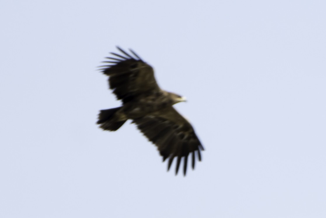 Greater Spotted Eagle - ML124048091