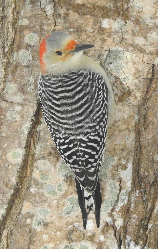 Red-bellied Woodpecker - Bev Wigney