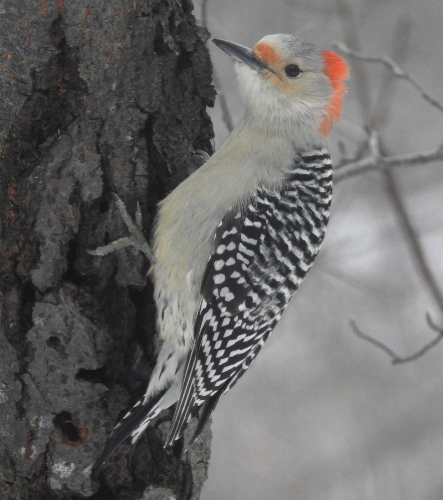 Red-bellied Woodpecker - Bev Wigney