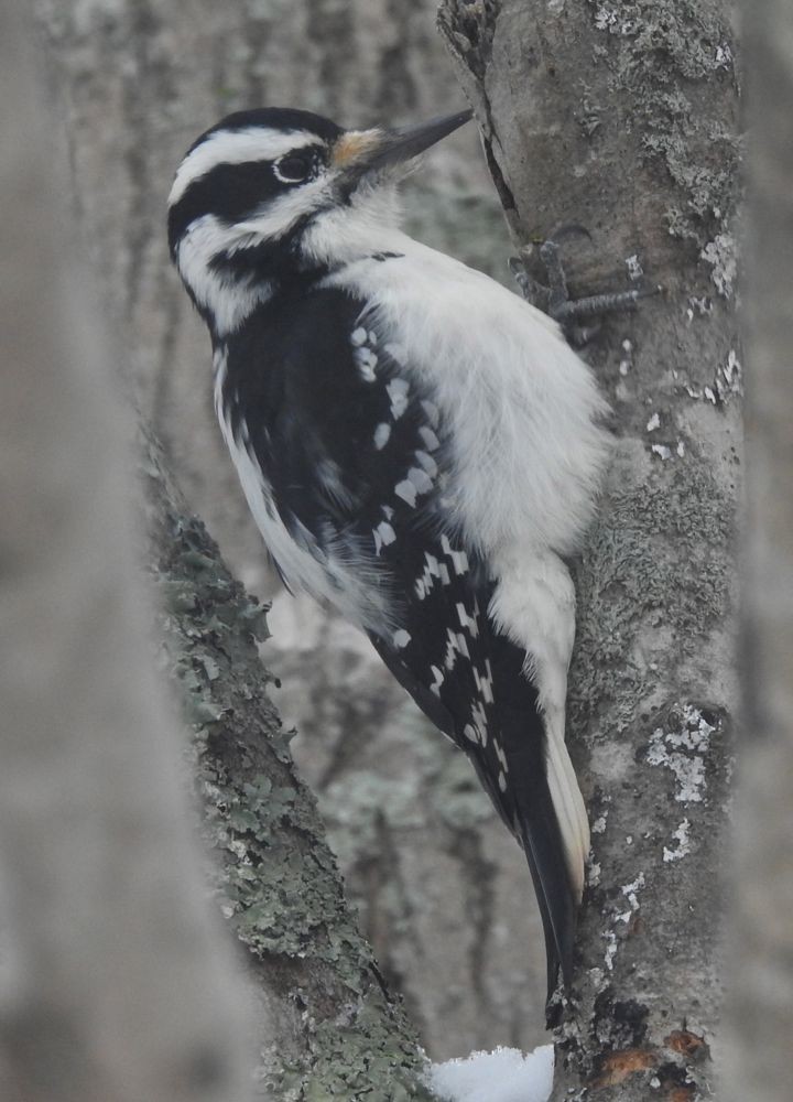 Hairy Woodpecker - Bev Wigney