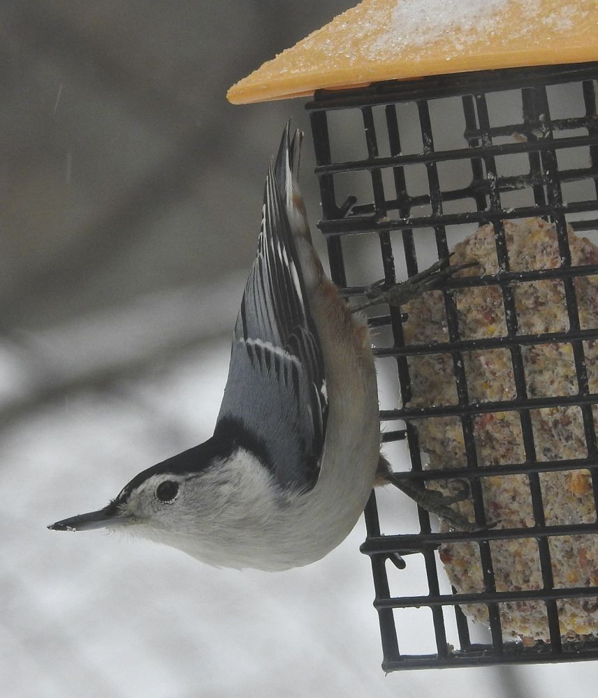 White-breasted Nuthatch - ML124048481