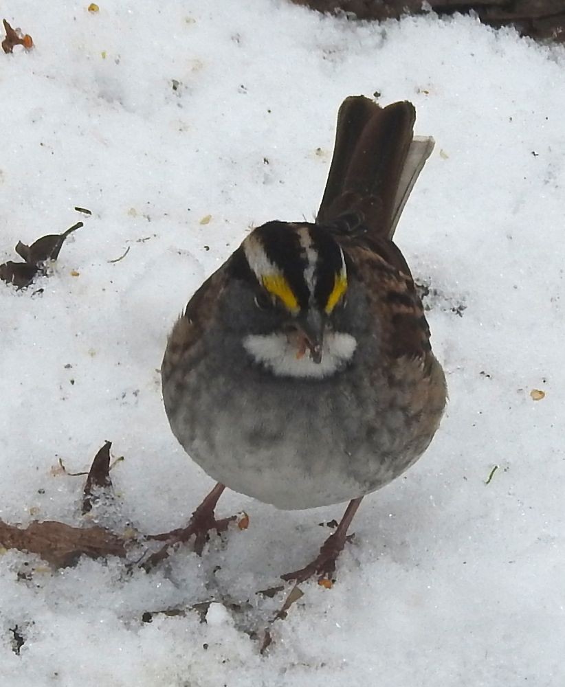 White-throated Sparrow - ML124048491