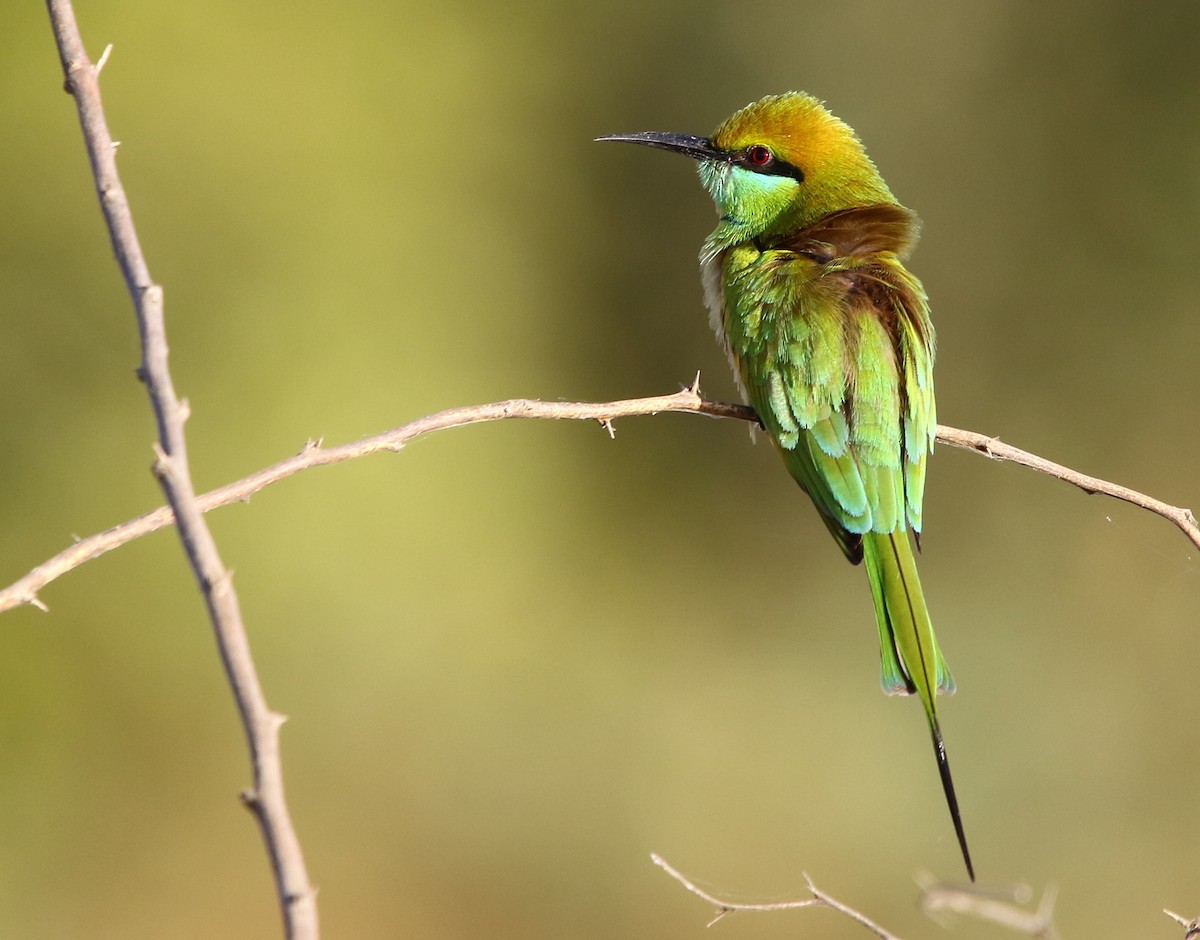 Asian Green Bee-eater - ML124048991