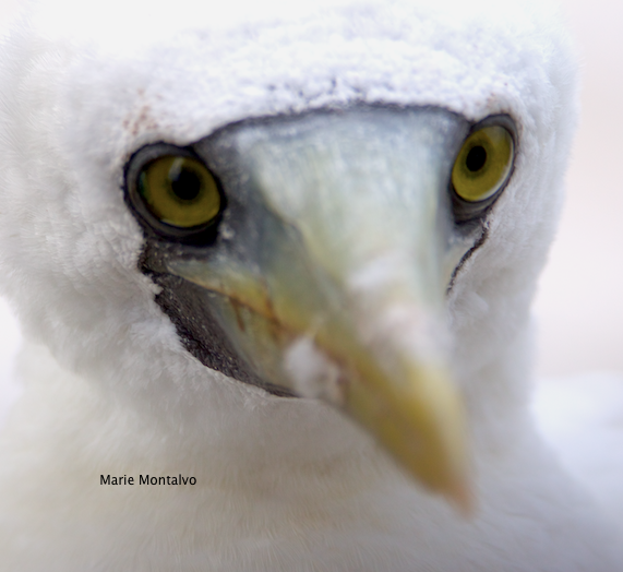 Masked Booby - ML124049241