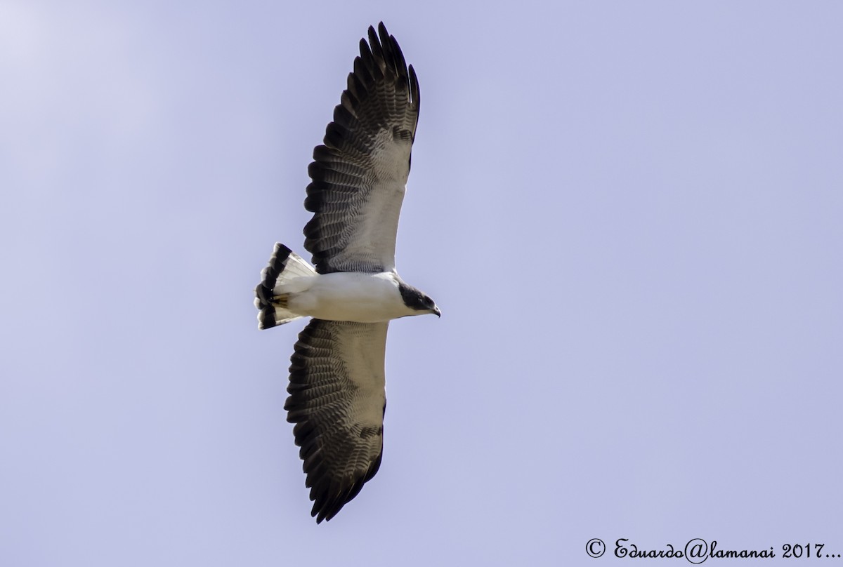 White-tailed Hawk - Jorge Eduardo Ruano