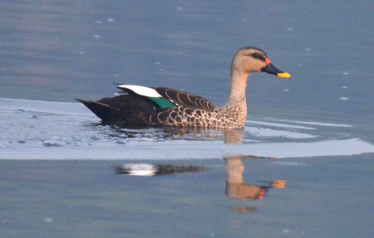 Indian Spot-billed Duck - Ramesh Narula