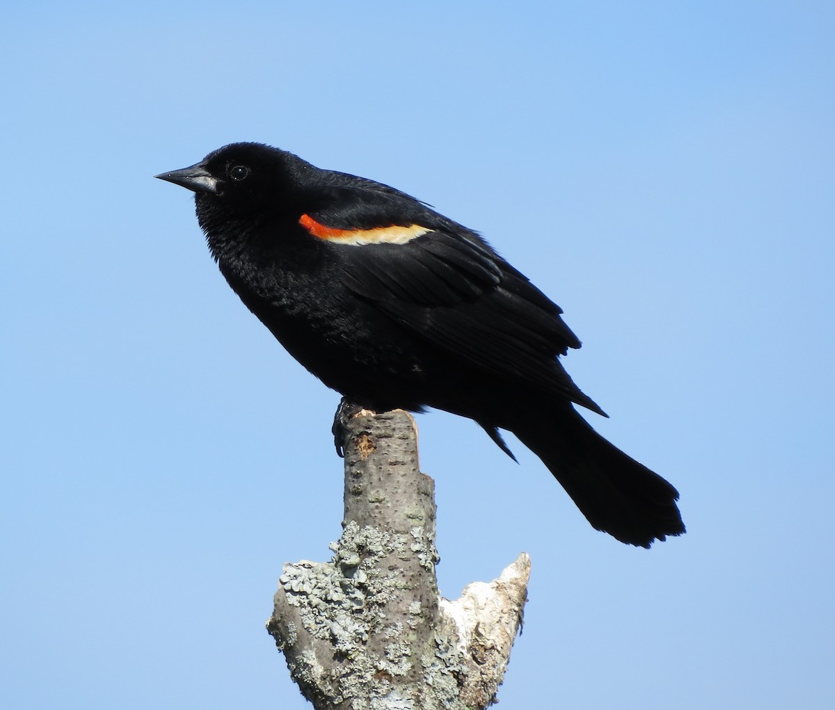 Red-winged Blackbird - Kevin Seymour