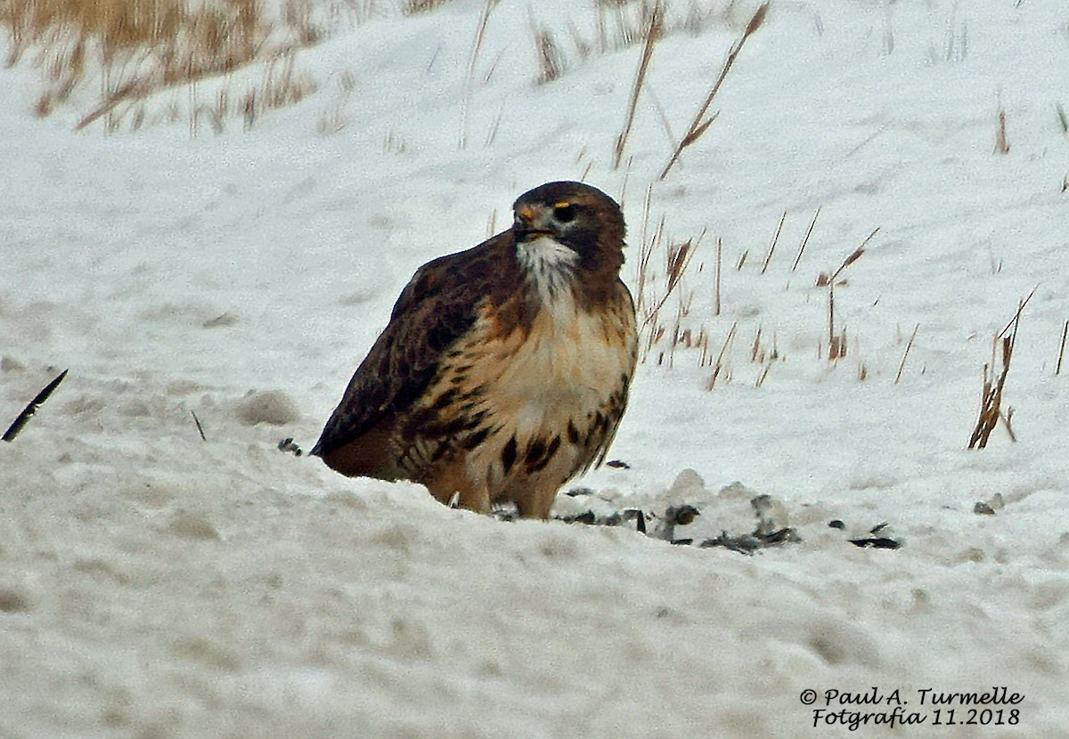 Red-tailed Hawk - Paul A Turmelle