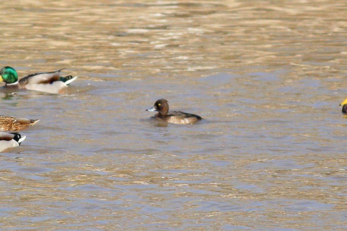 Tufted Duck - ML124052861