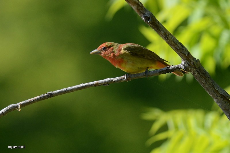 Summer Tanager - Julie Tremblay (Pointe-Claire)