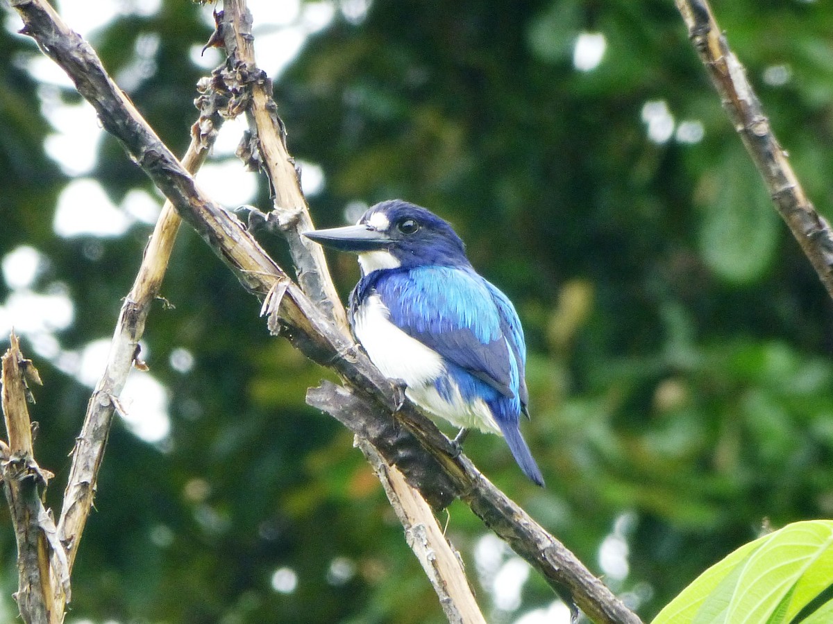 Blue-and-white Kingfisher - ML124055391
