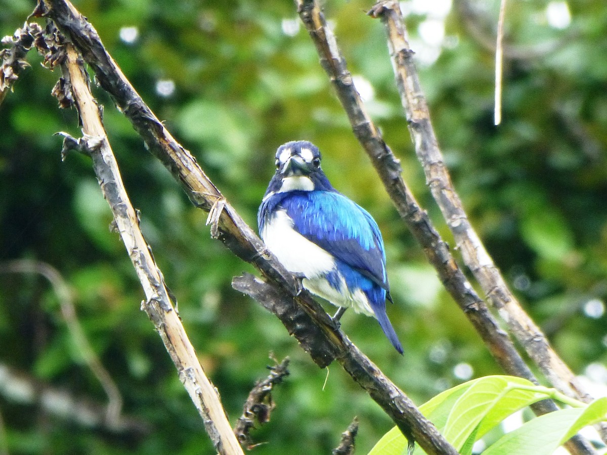 Blue-and-white Kingfisher - ML124055481