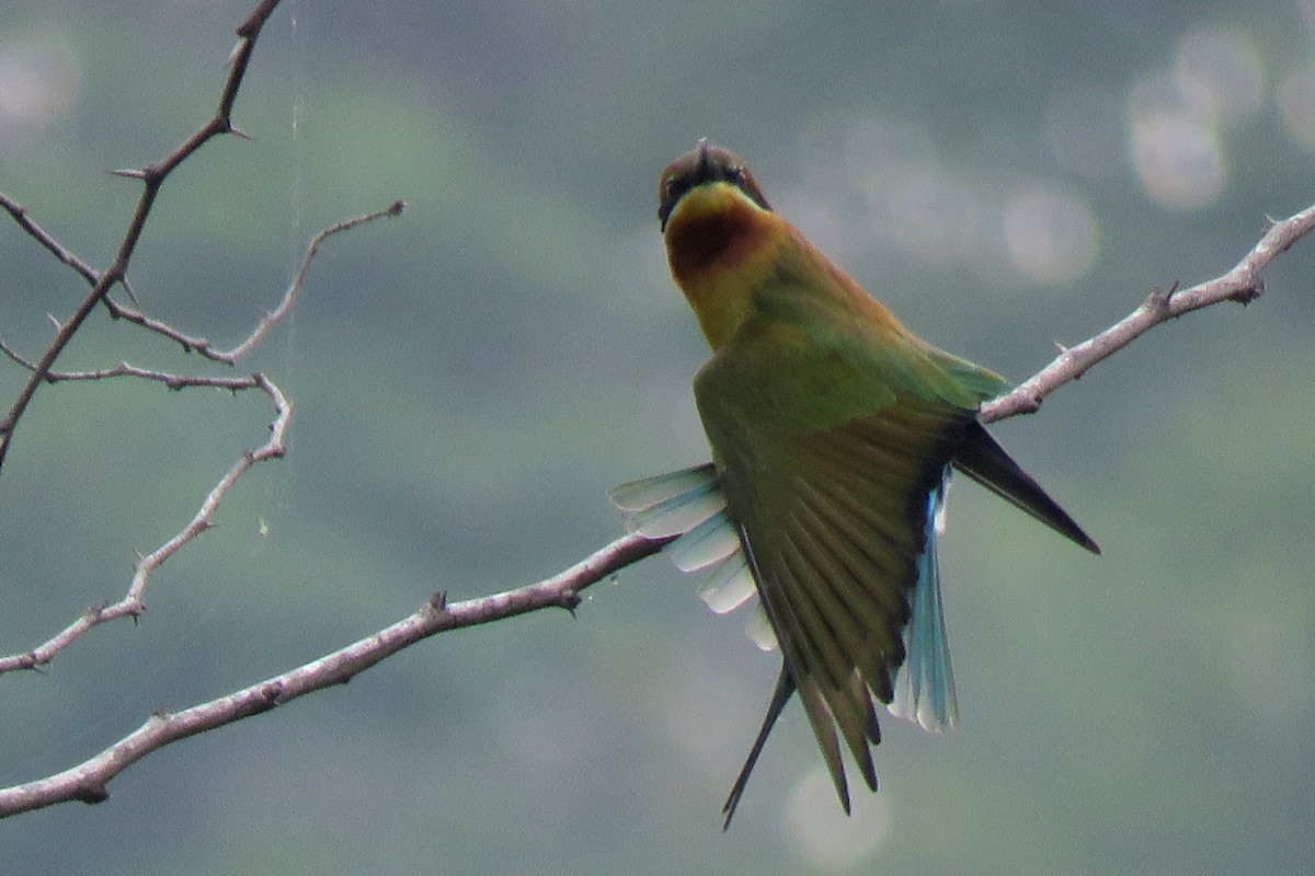 Blue-tailed Bee-eater - Selvaganesh K