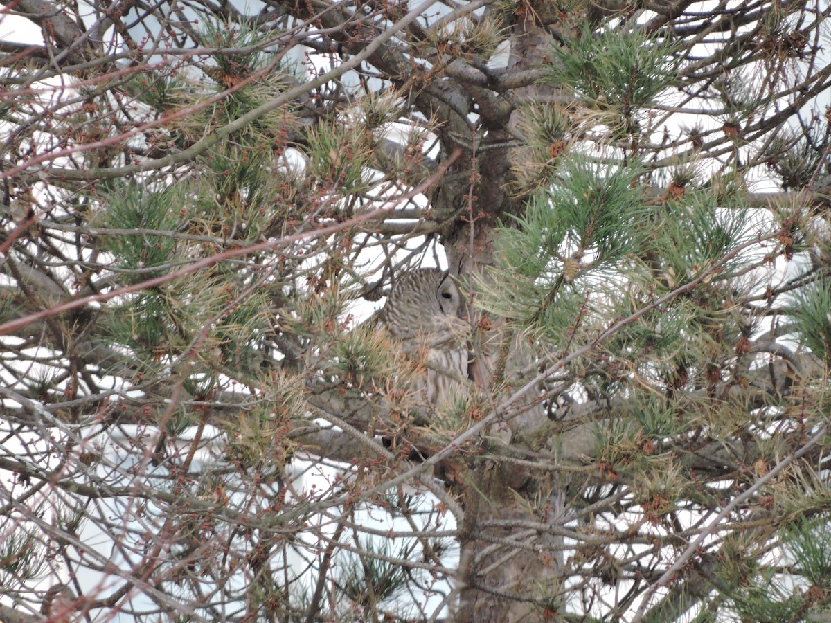 Barred Owl - ML124058871