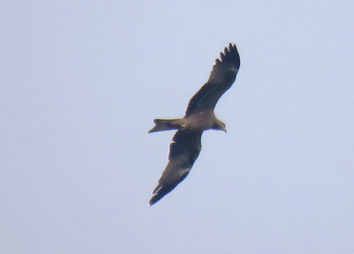 Black Kite - Selvaganesh K